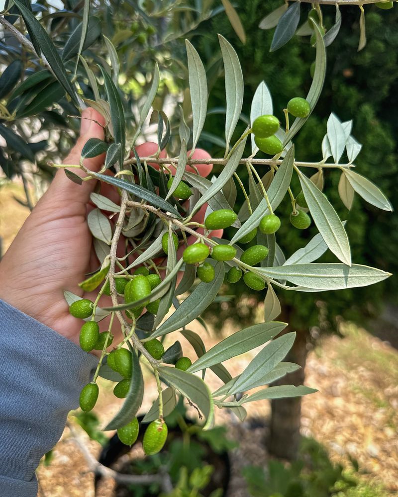 Olive Tree