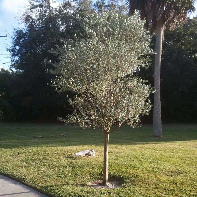 Olive Tree