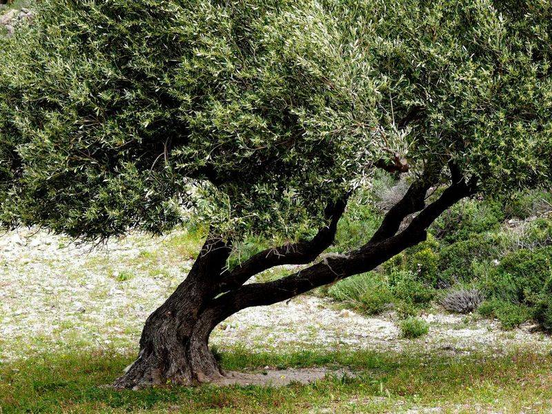 Olive Tree