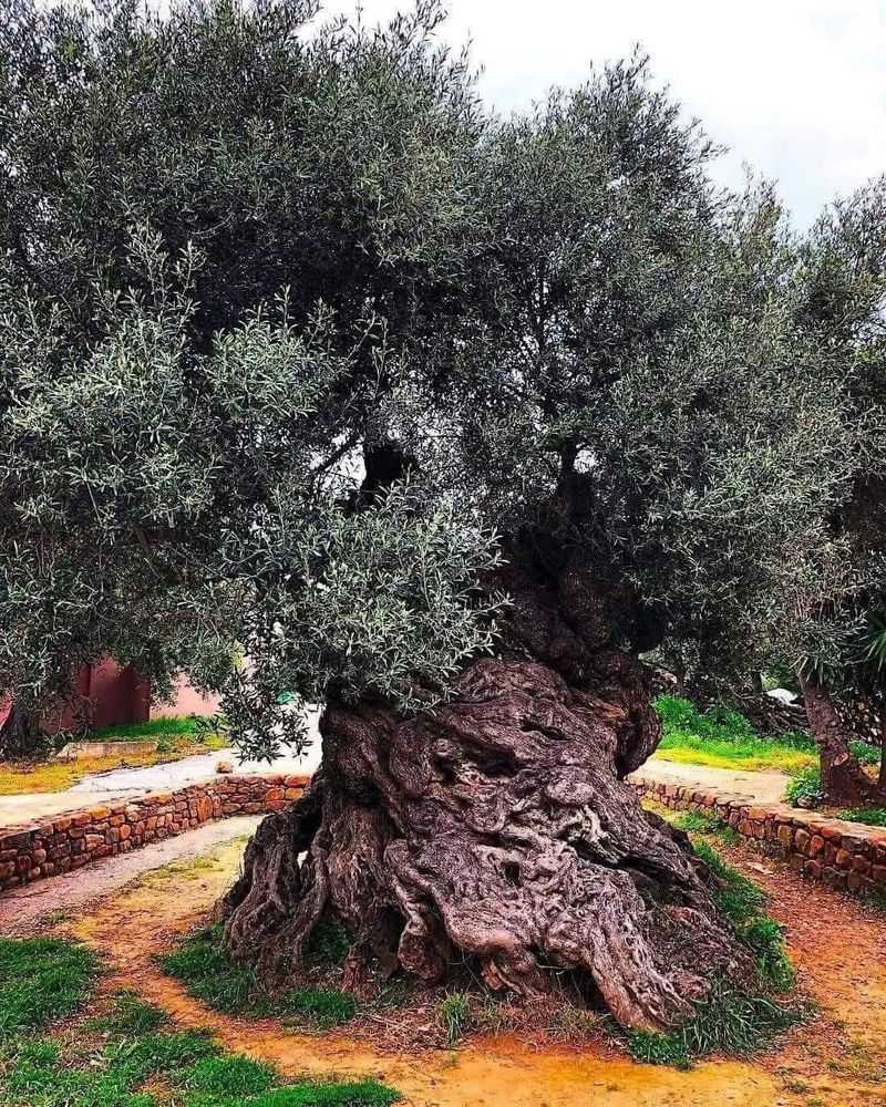 Olive Tree