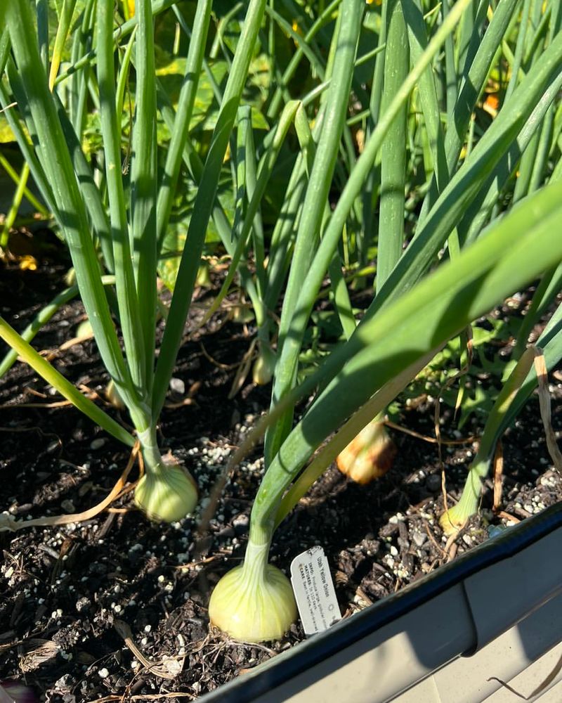 Onions