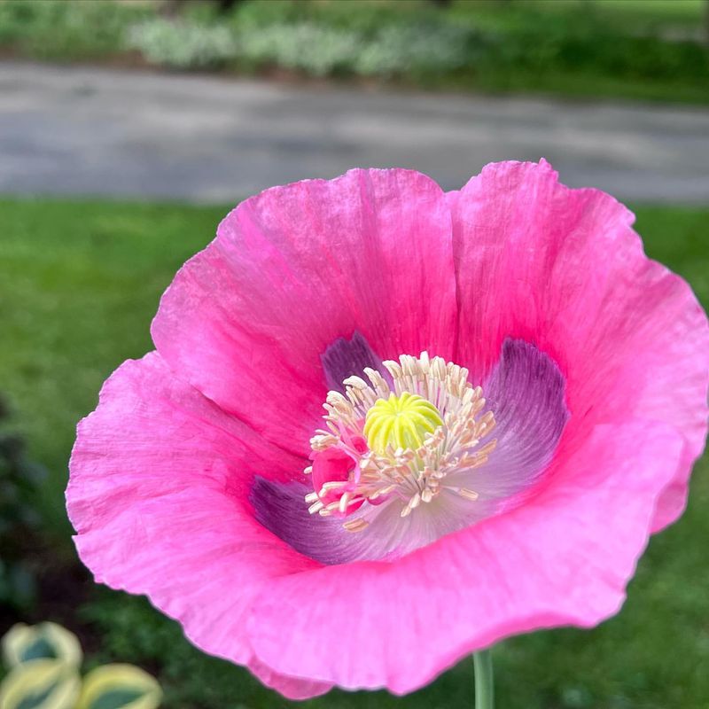 Opium Poppy