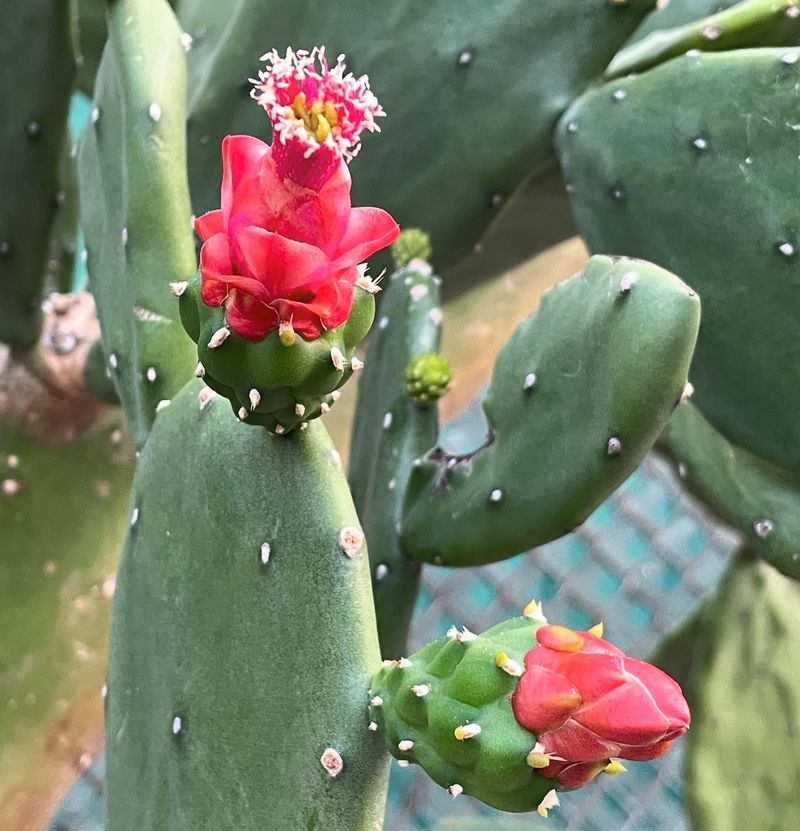 Opuntia