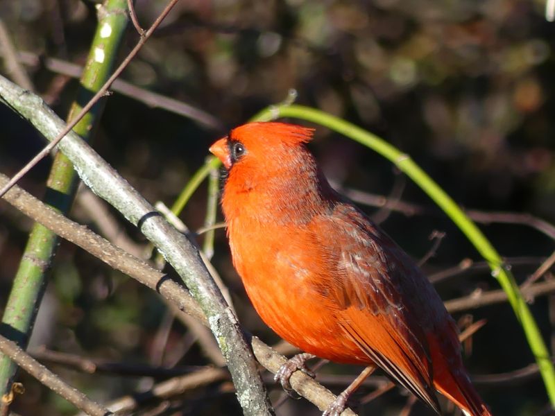 Orange Cardinal