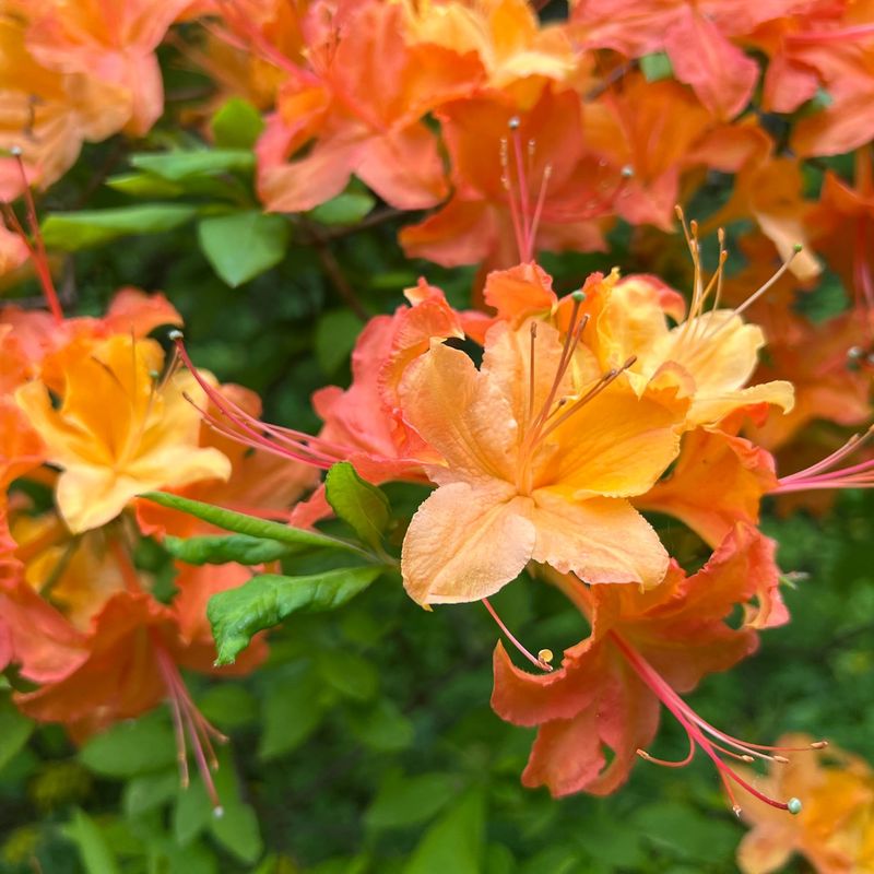 Orange Flame Azalea