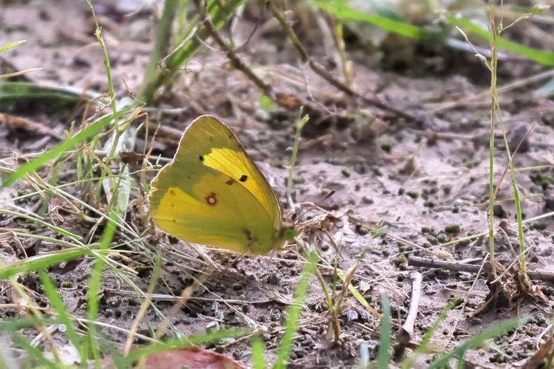 Orange Sulphur Butterfly