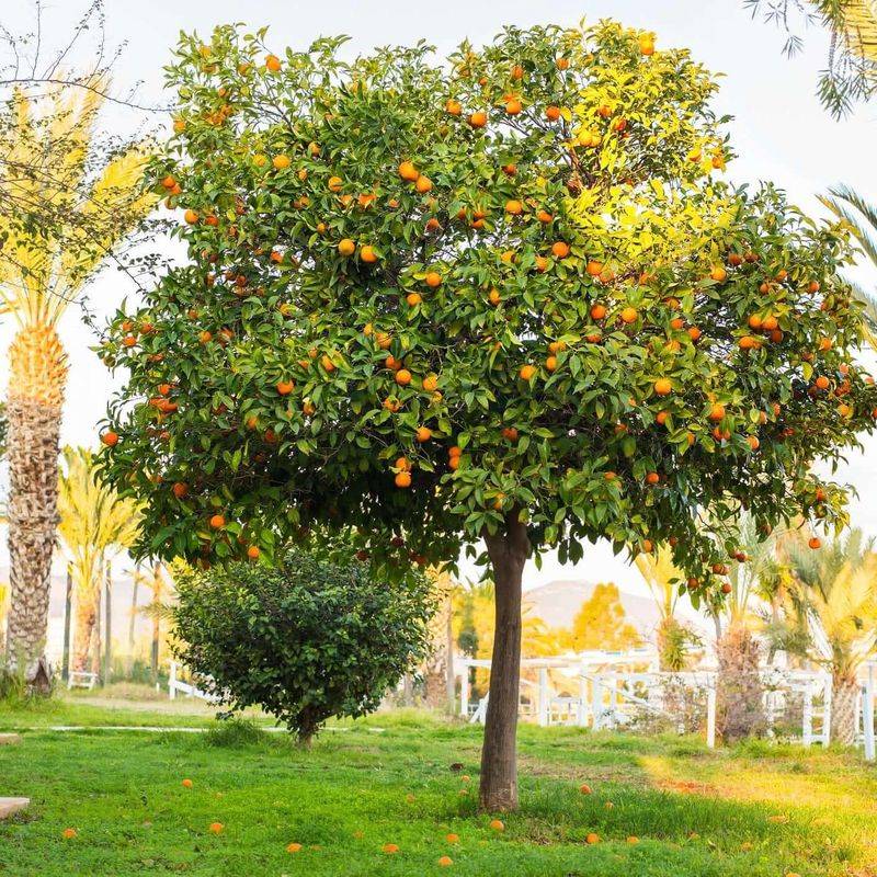 Orange Tree