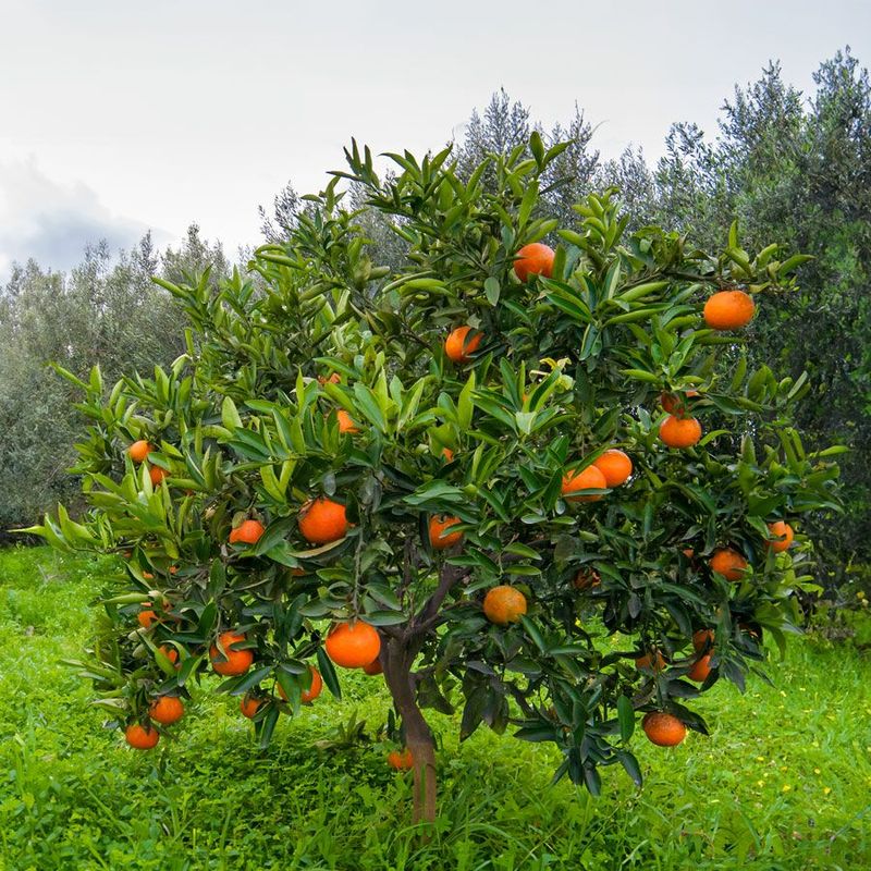 Orange Tree