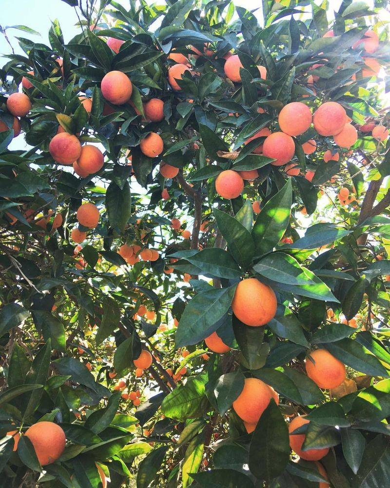 Orange Tree