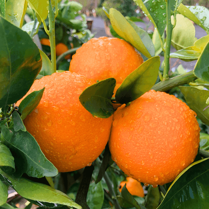 Oranges