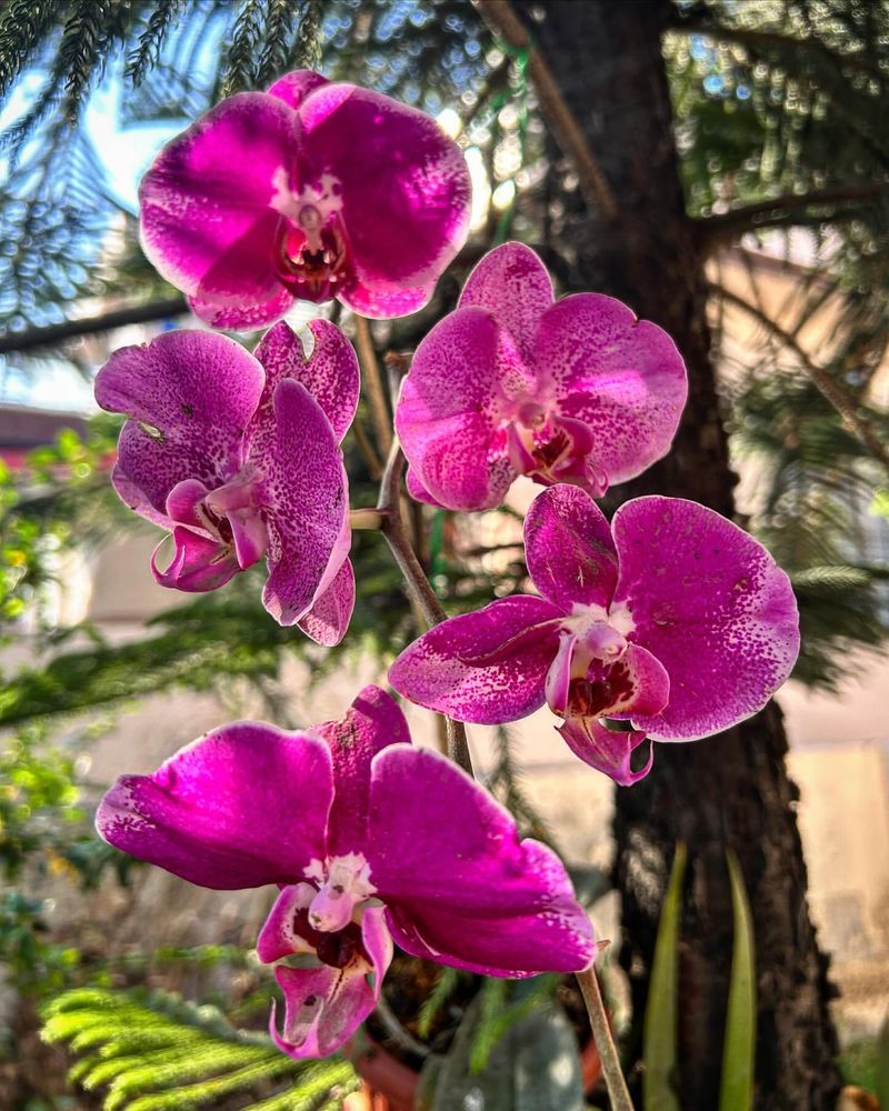 Orchid