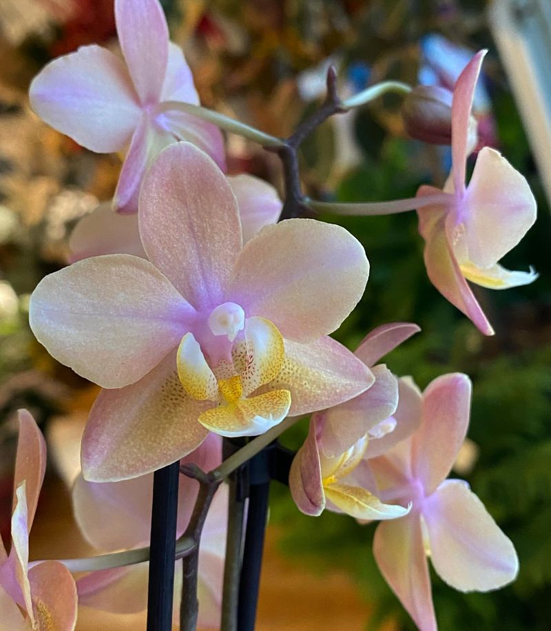 Orchid