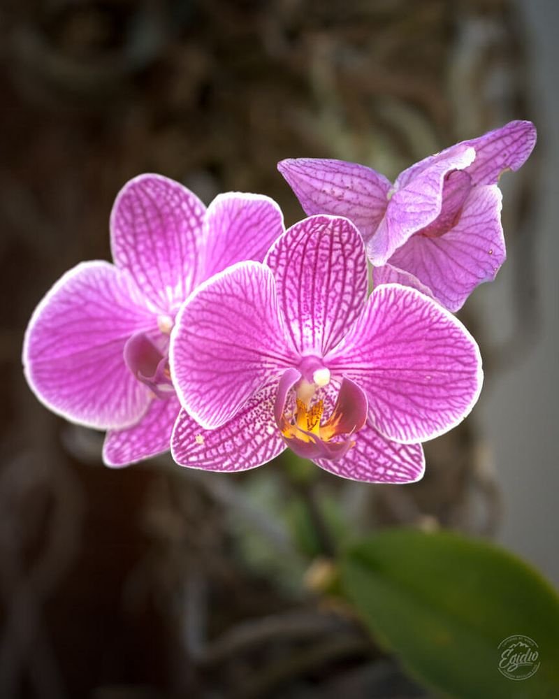 Orchid