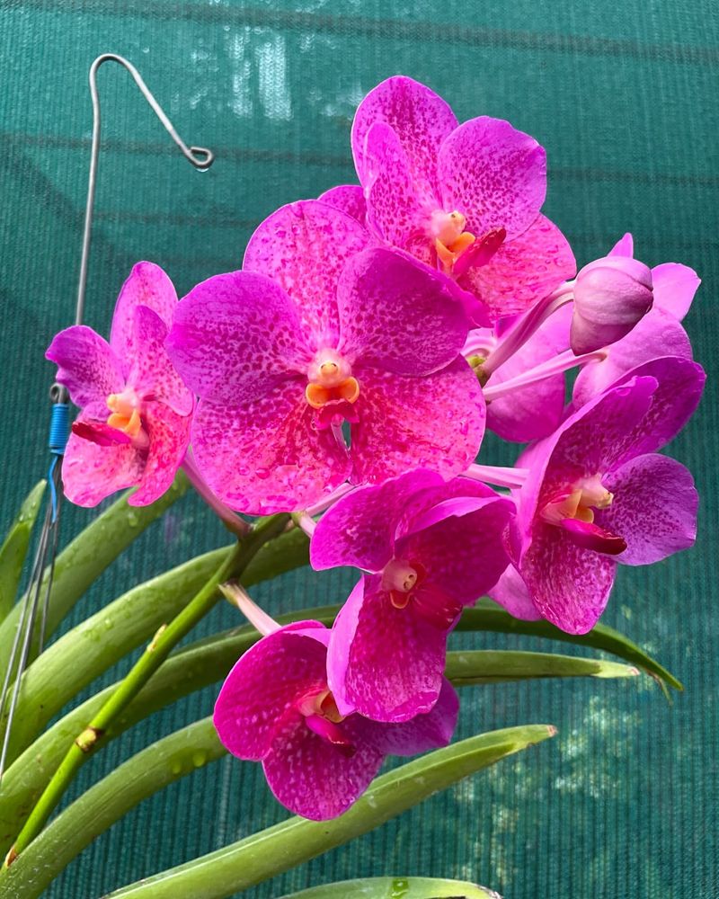 Orchid