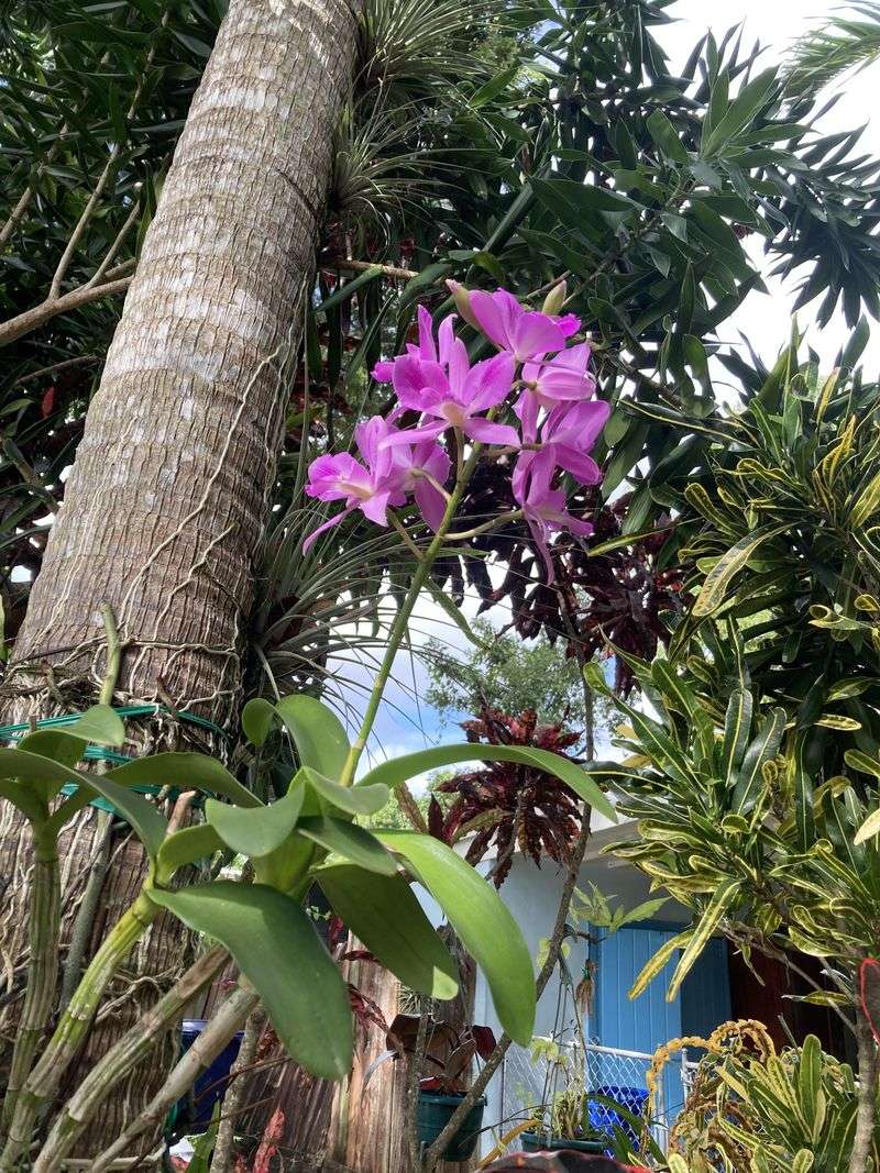 Orchid Tree