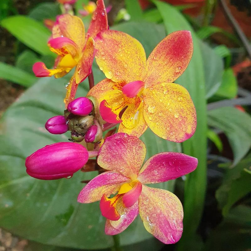 Orchids