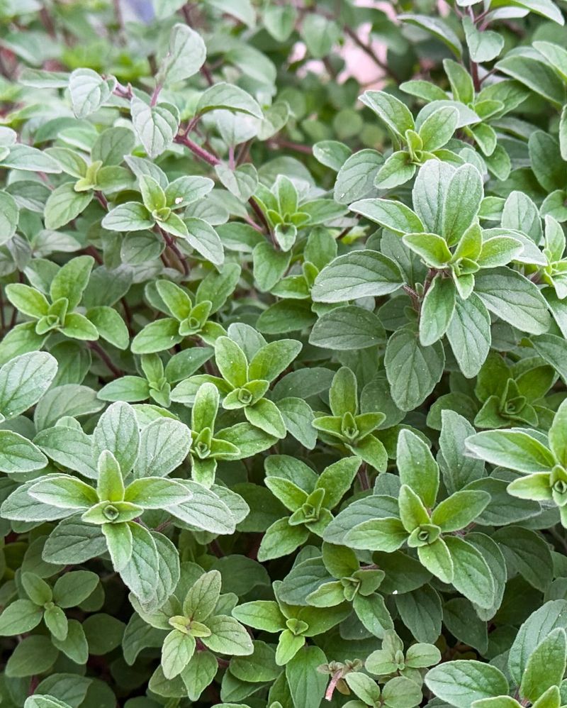 Oregano