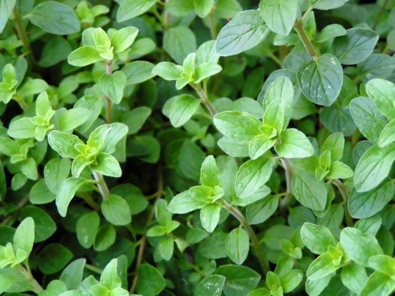 Oregano