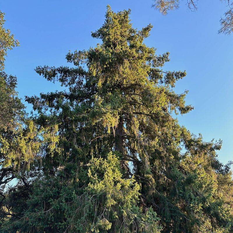 Oregon: Douglas Fir