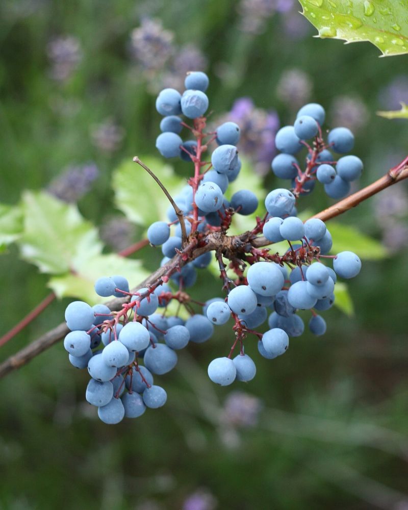 Oregon Grape - Oregon