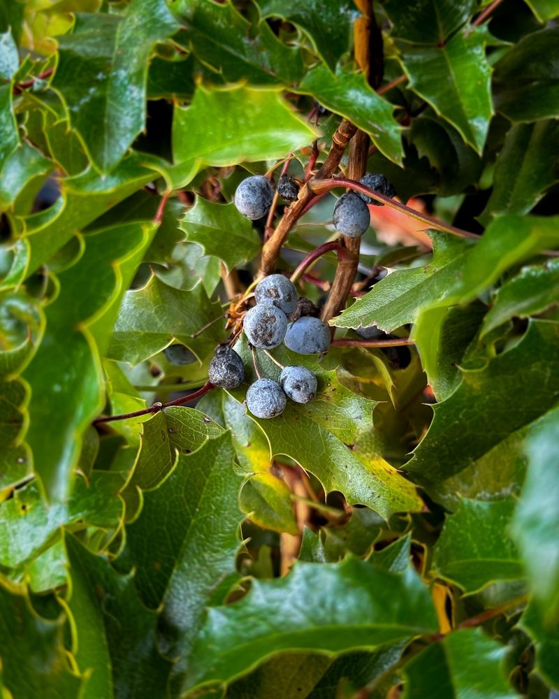 Oregon Grape