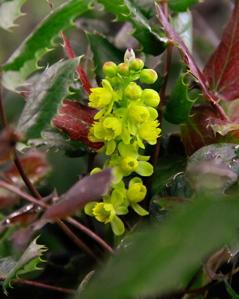 Oregon: Oregon Grape