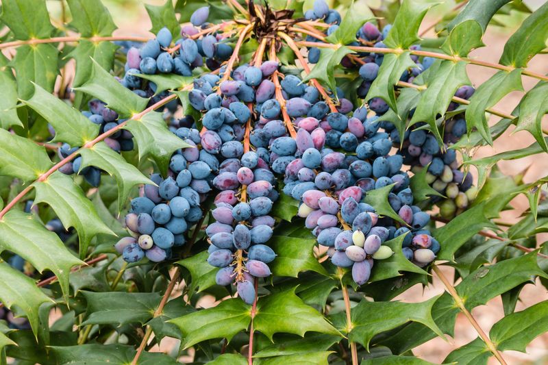 Oregon: Oregon Grape