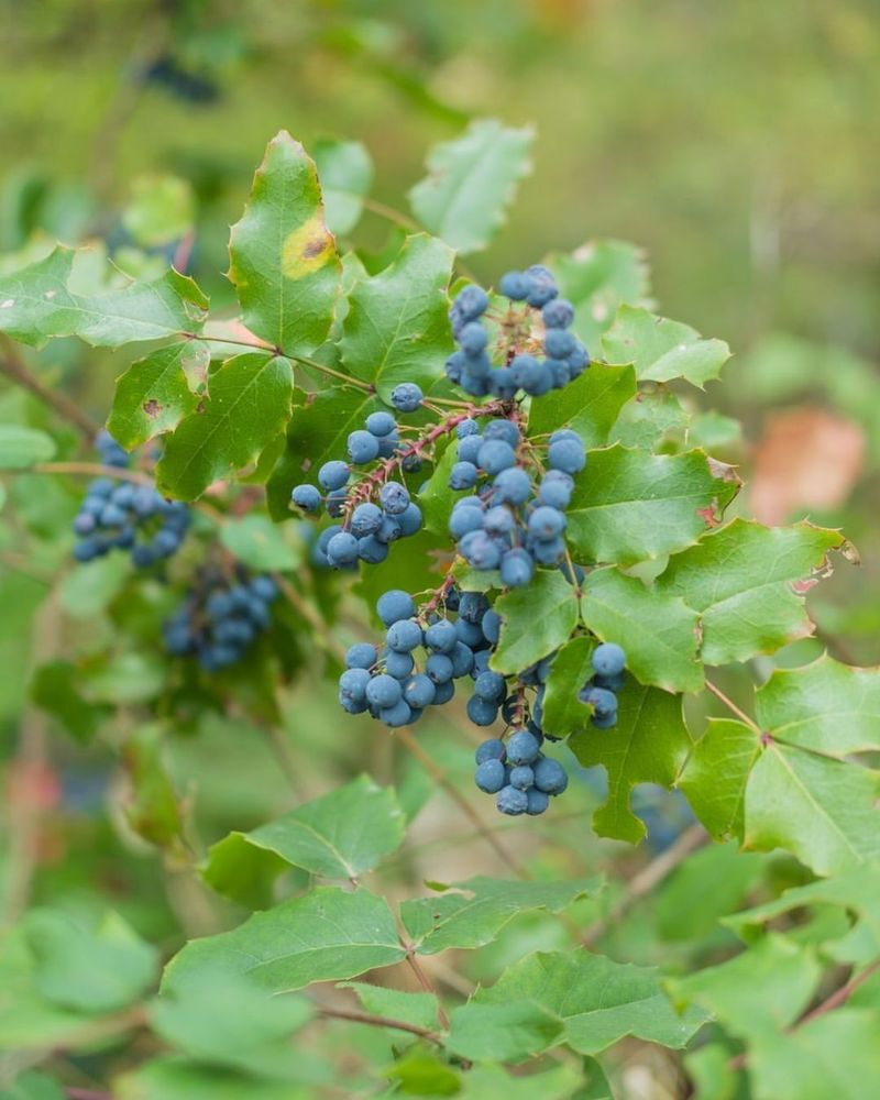 Oregon - Oregon Grape