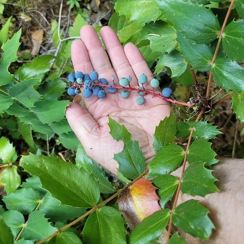 Oregon - Oregon Grape