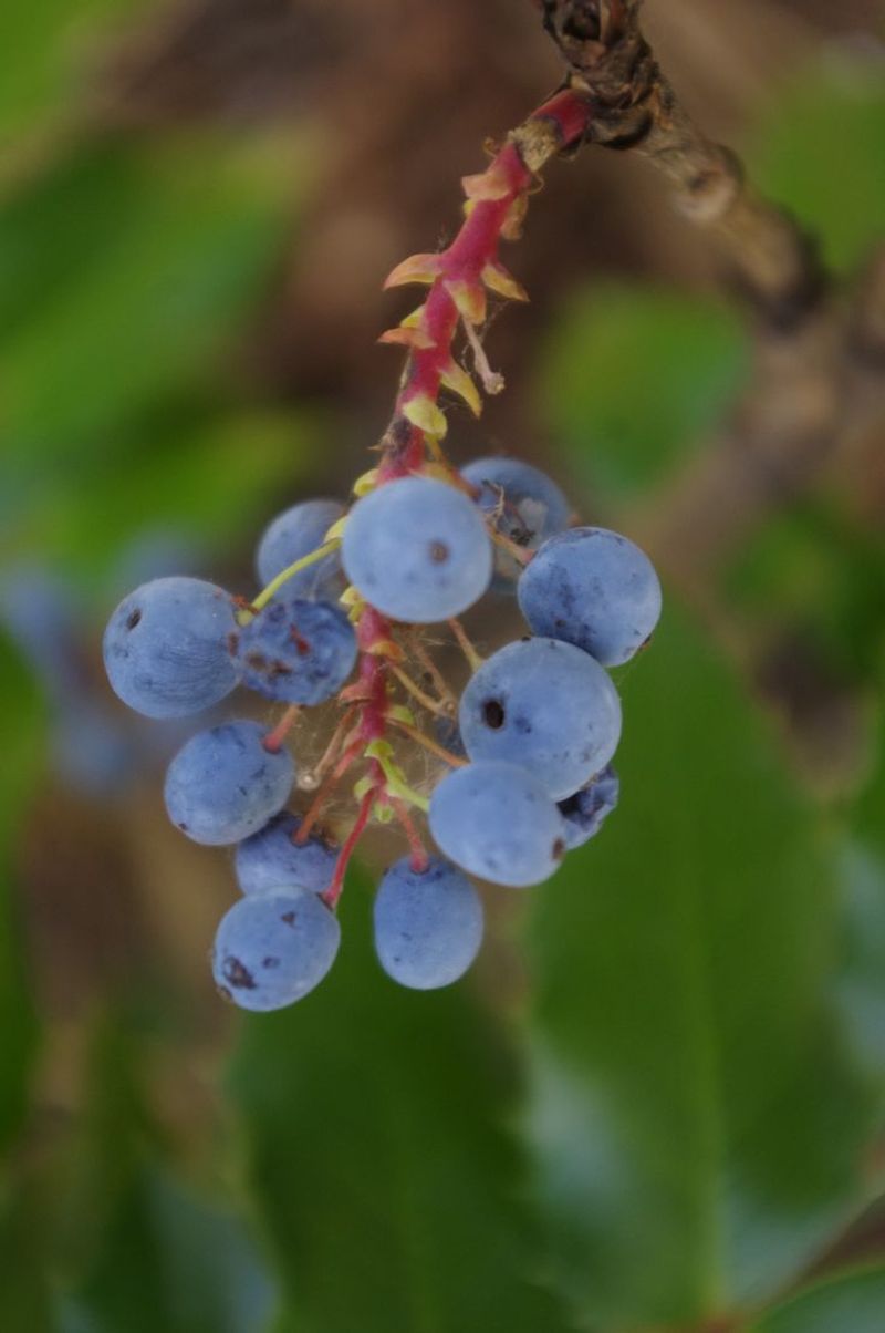 Oregon - Oregon Grape