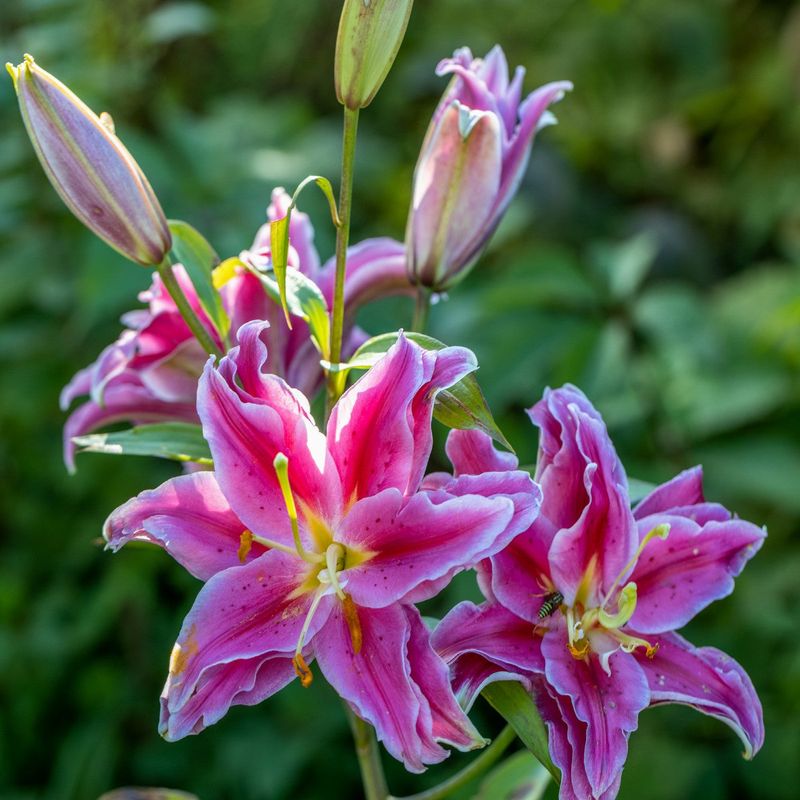 Oriental Lily