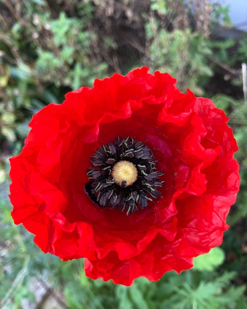 Oriental Poppy