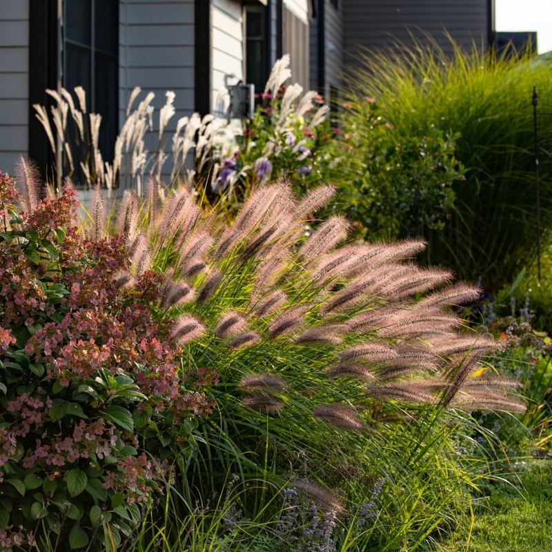 Ornamental Grass Borders