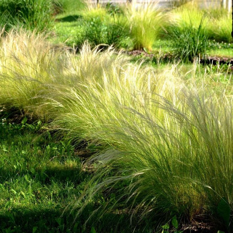 Ornamental Grass Sanctuary