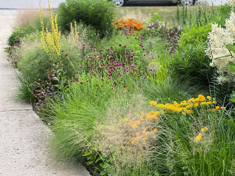 Ornamental Grasses