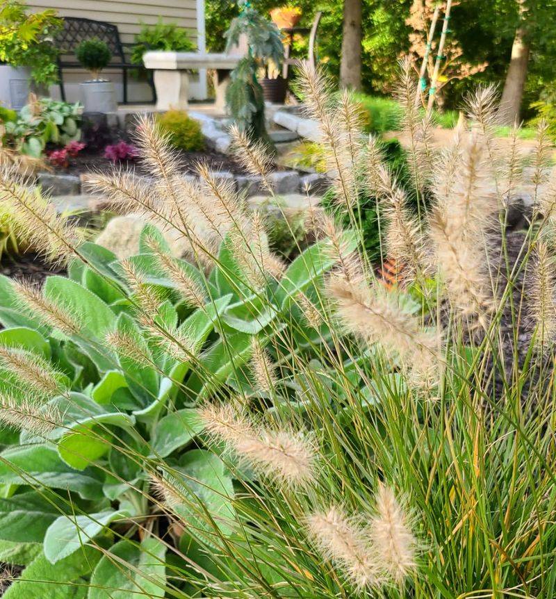 Ornamental Grasses