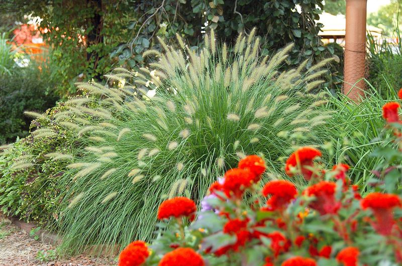 Ornamental Grasses