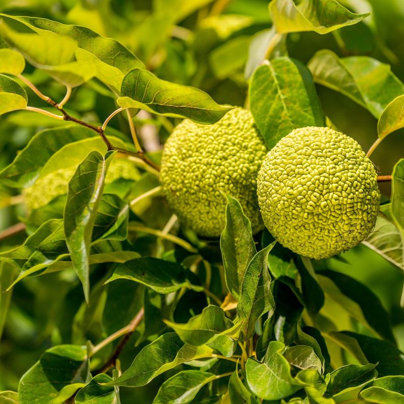 Osage Orange