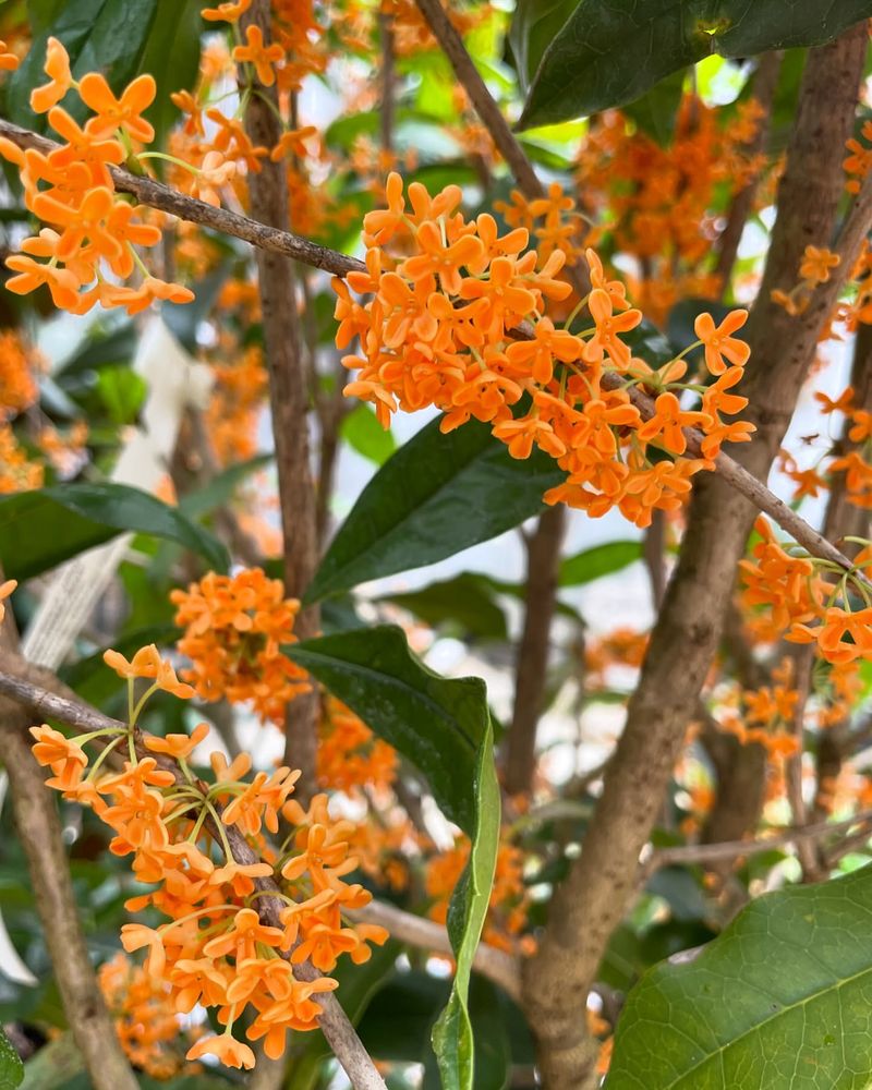 Osmanthus