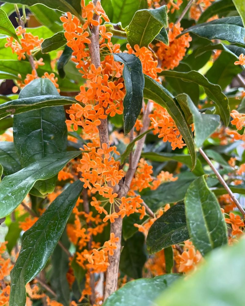 Osmanthus