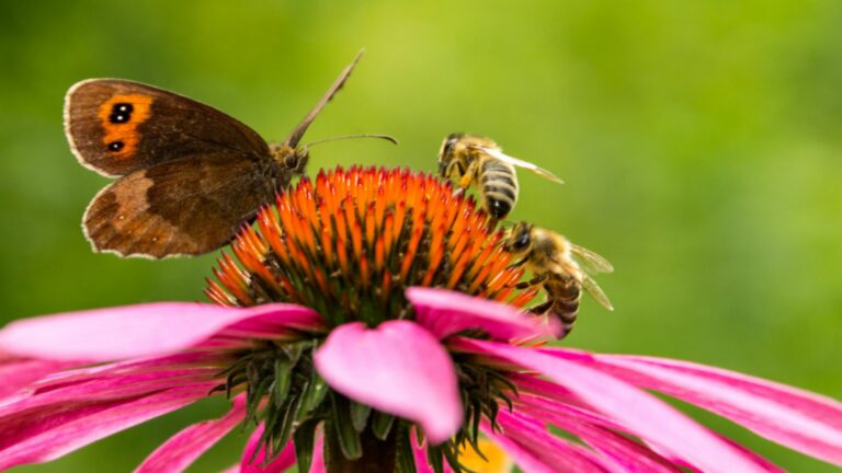pollinators on ehinacea flower