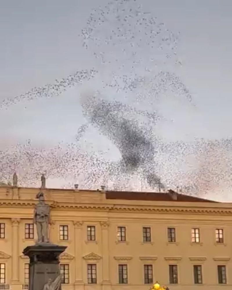 Overlooking Bird Migration Patterns