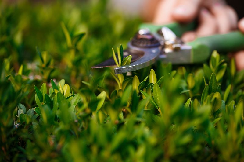 Overmowing with Scissors