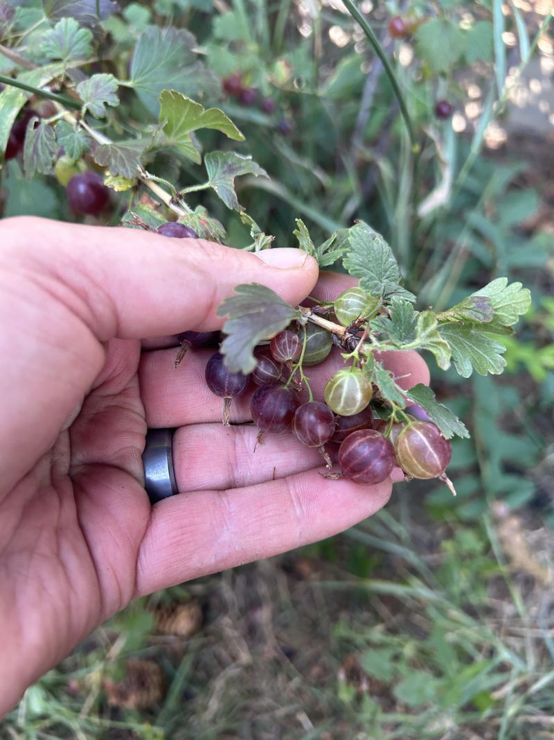 Overripe Berries