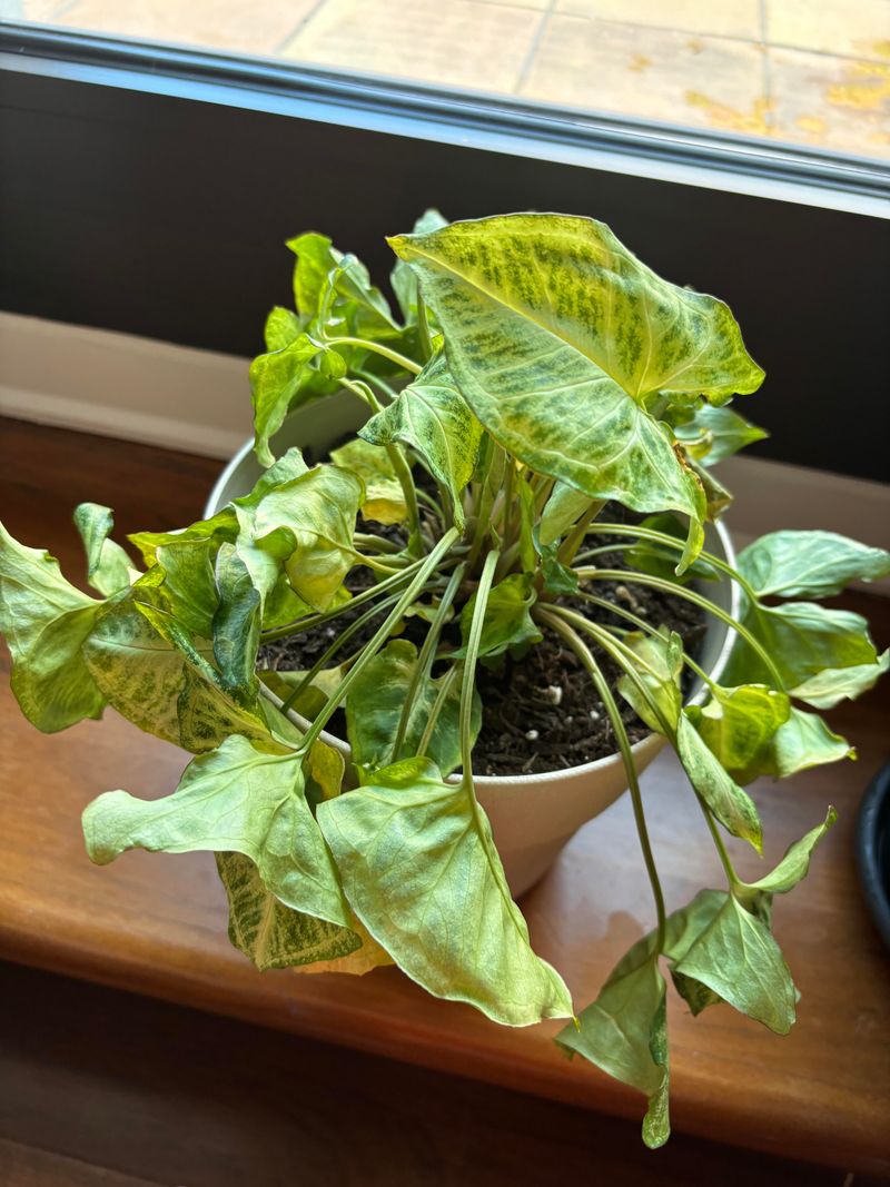 Overwatering Plants