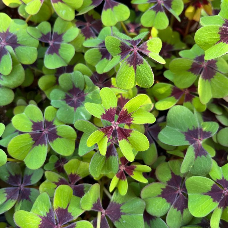 Oxalis