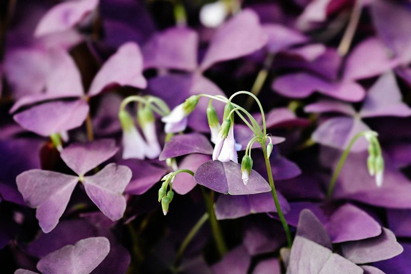 Oxalis Triangularis (False Shamrock)