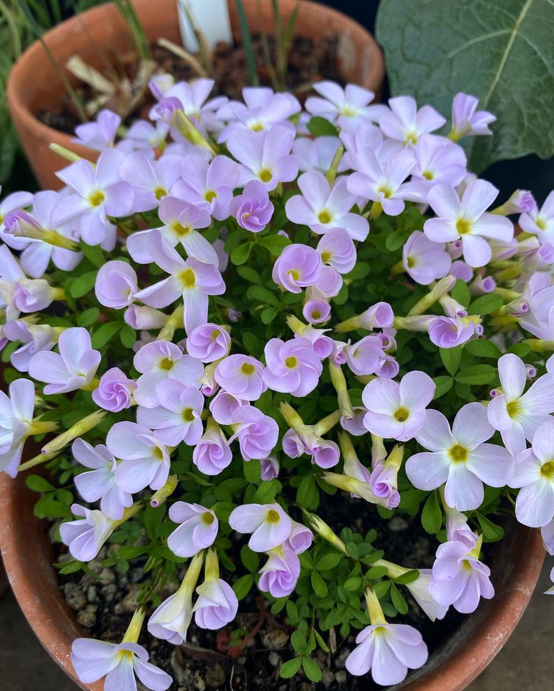 Oxalis