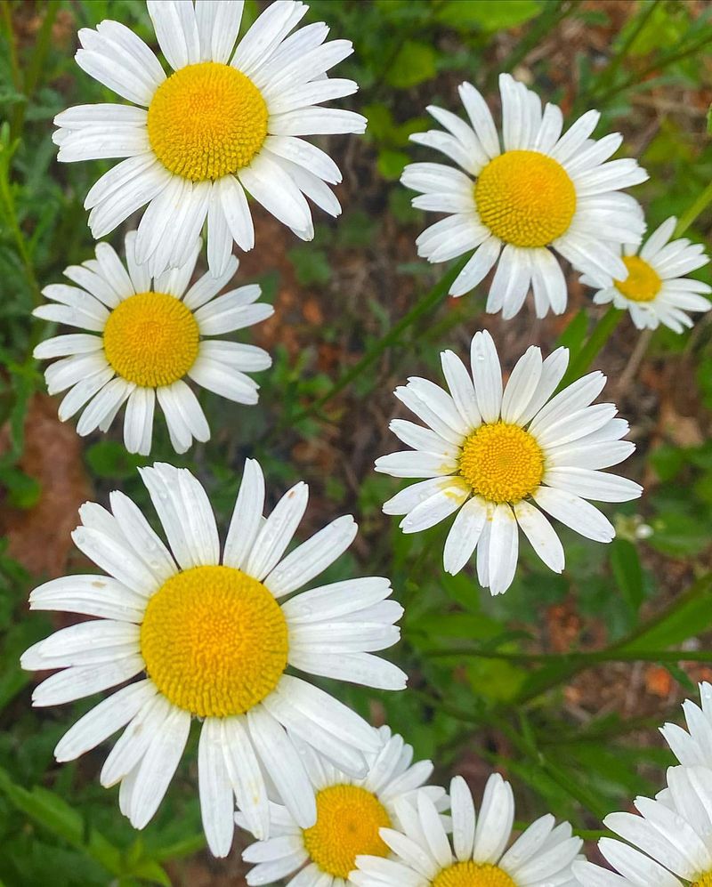 Oxeye Daisy