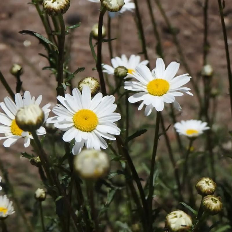 Oxeye Daisy